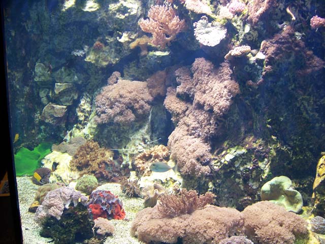 Bac récifal de l'Aquarium du Grand Lyon