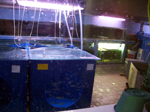 Quarantaine de l'Aquarium du Grand Lyon