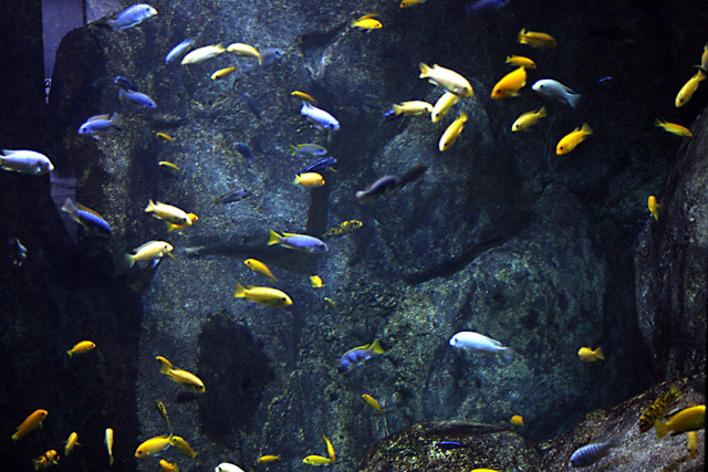 Le bac Malawi de l'aquarium du grand Lyon