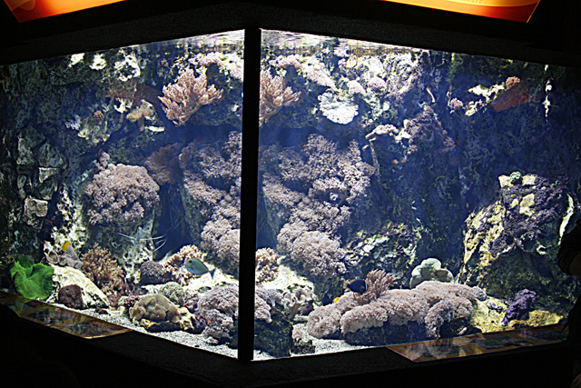 Bac récifal de l'aquarium du grand lyon