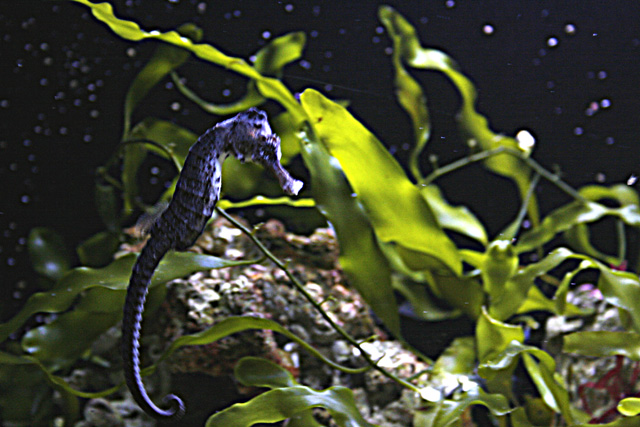 hypocampes : aquarium du grand lyon