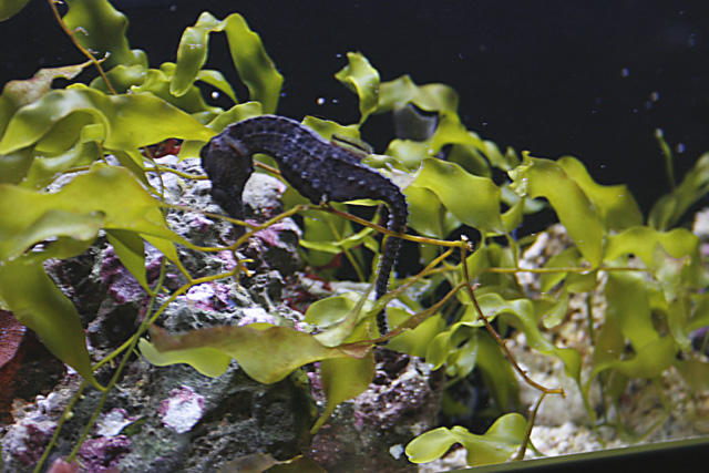 hypocampes : aquarium du grand lyon