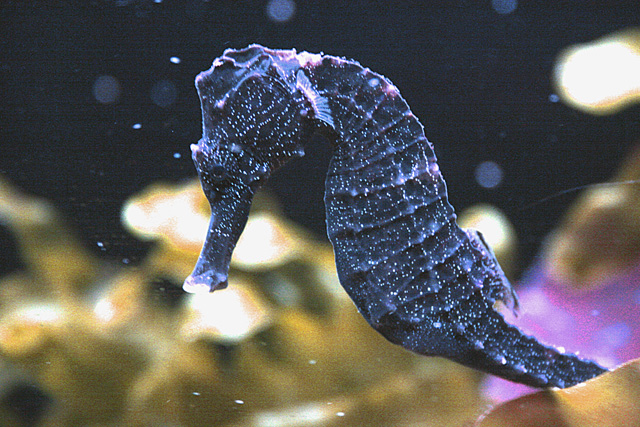 hypocampes gros plan : aquarium du grand lyon