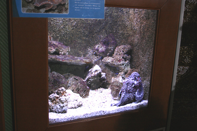 poisson pierre : aquarium du grand lyon
