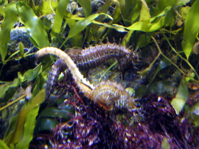 Aquarium Cap d'Agde - hippocampe