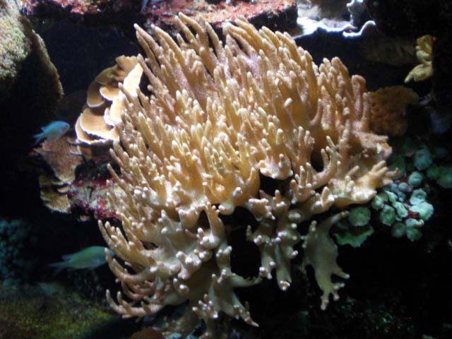 Aquarium Cap d'Agde - sinularia