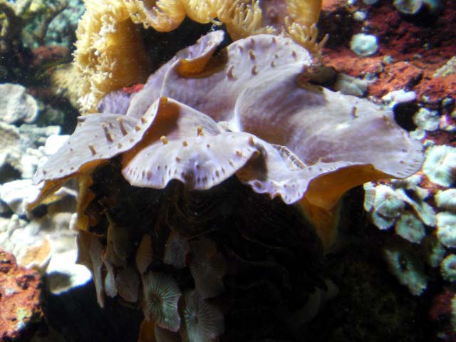 Aquarium Cap d'Agde - benitier Tridacna