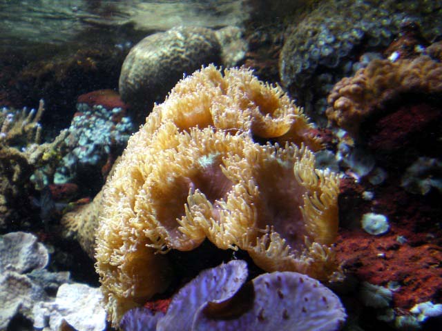 Aquarium Cap d'Agde - catalaphyllia