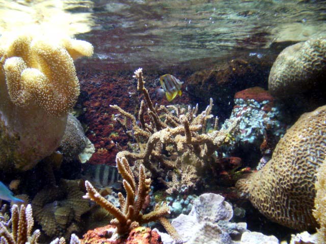 Aquarium Cap d'Agde - acropora
