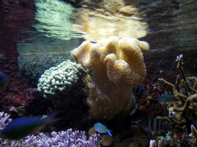 Aquarium Cap d'Agde - sarcophyton