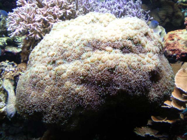 Aquarium Cap d'Agde - 