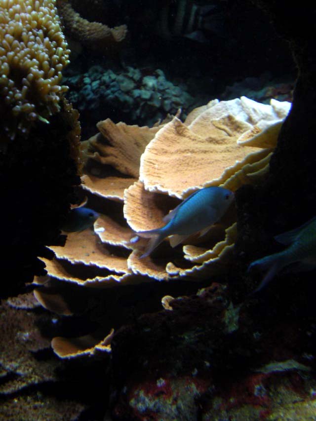 Aquarium Cap d'Agde - Montipora plateau