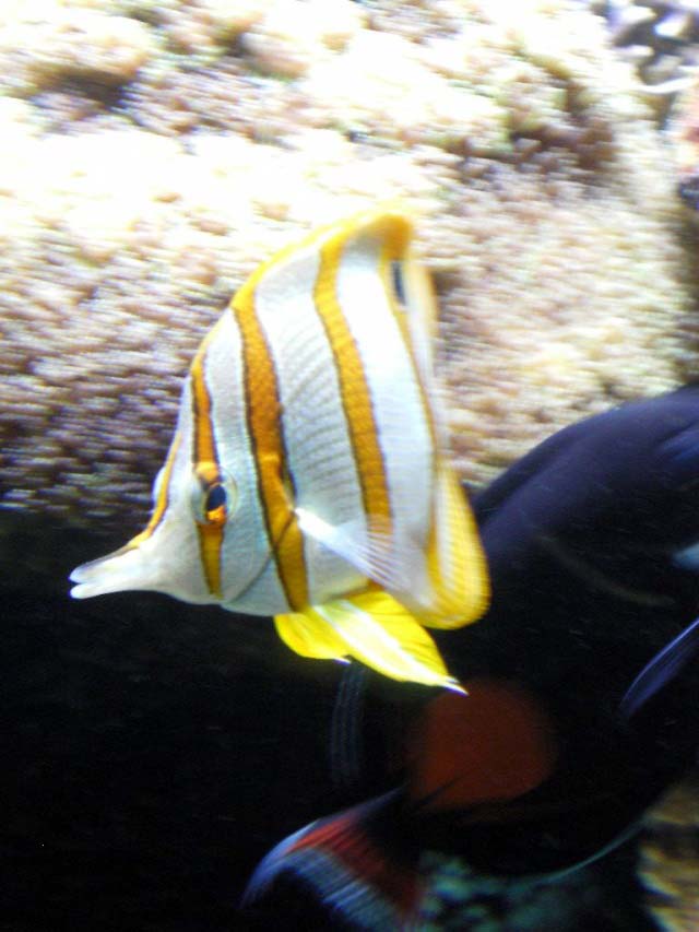 Aquarium Cap d'Agde - Chelmon Rostratus