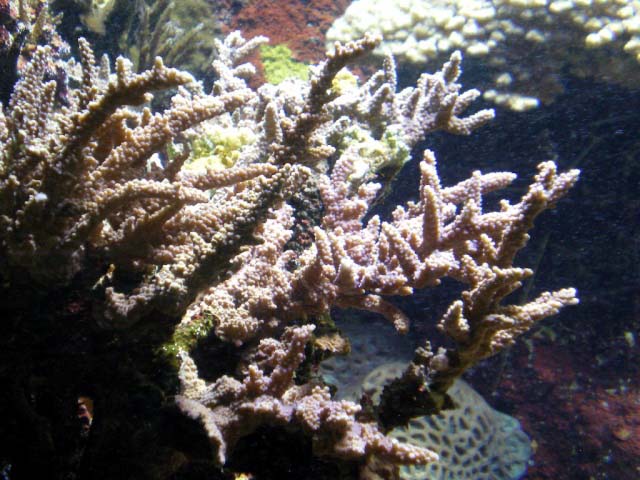 Aquarium Cap d'Agde - Acropora