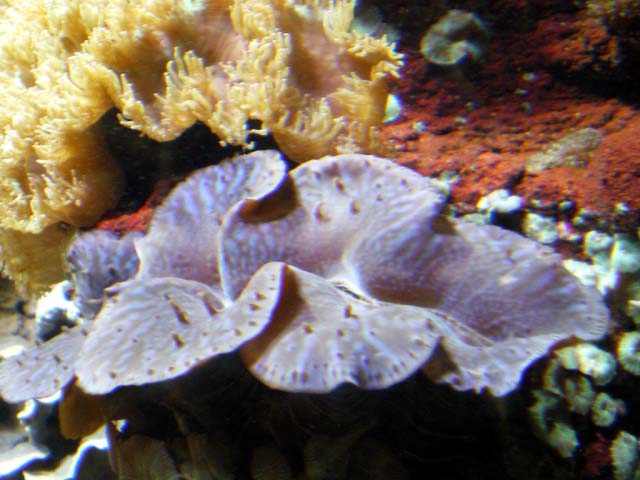 Aquarium Cap d'Agde - Benitier Tridacna