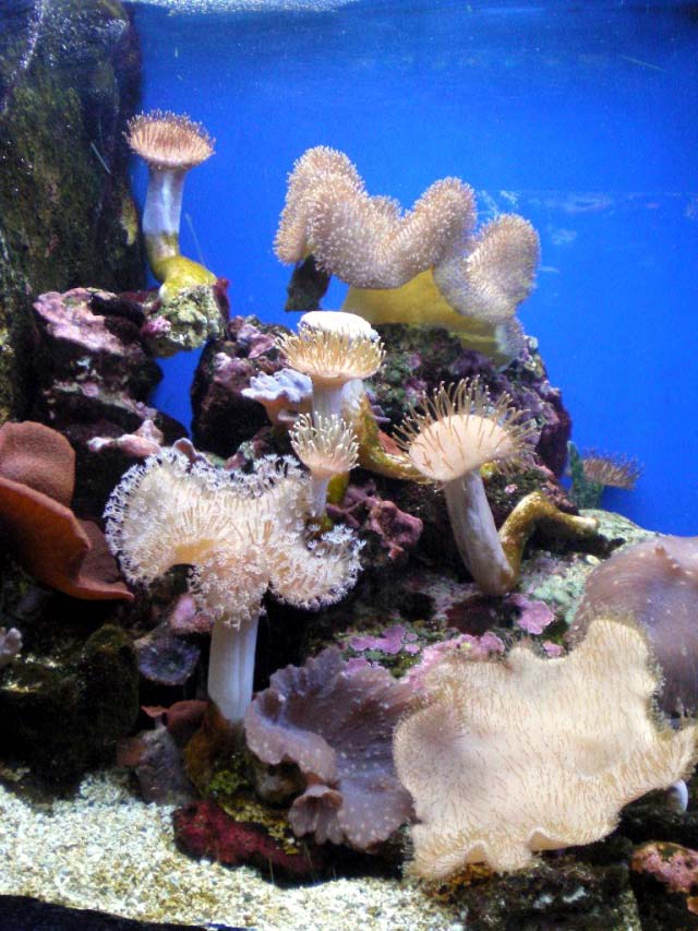 Aquarium Cap d'Agde - sarcophyton bouture