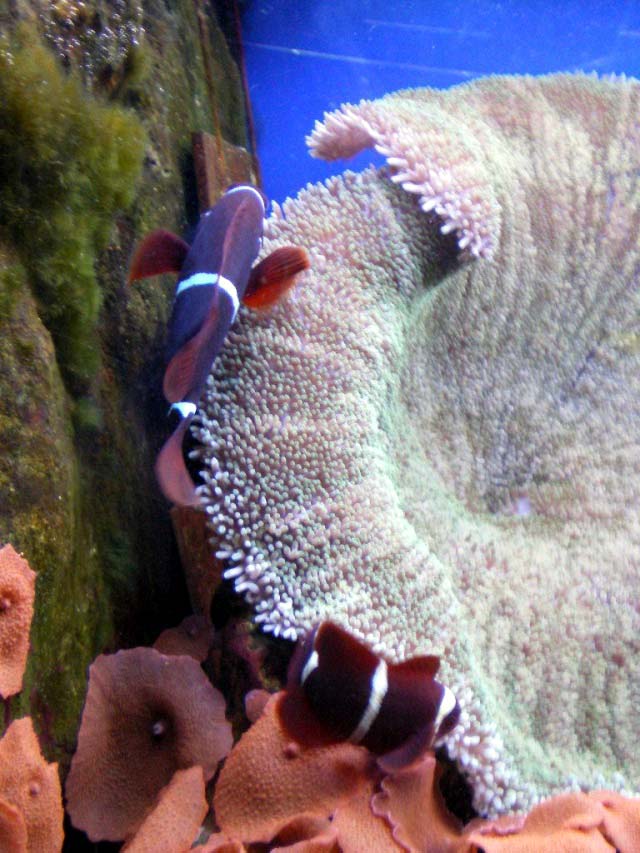 Aquarium Cap d'Agde - Stichodactyla Haddoni