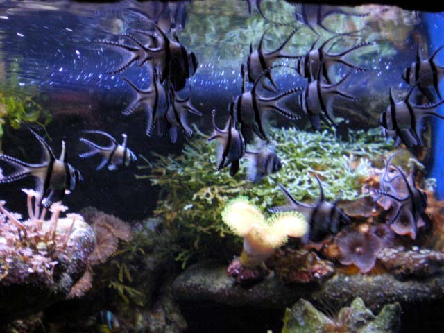 Aquarium Cap d'Agde - Pterapogon Kauderni