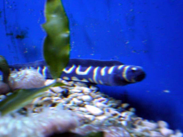 Aquarium Cap d'Agde -