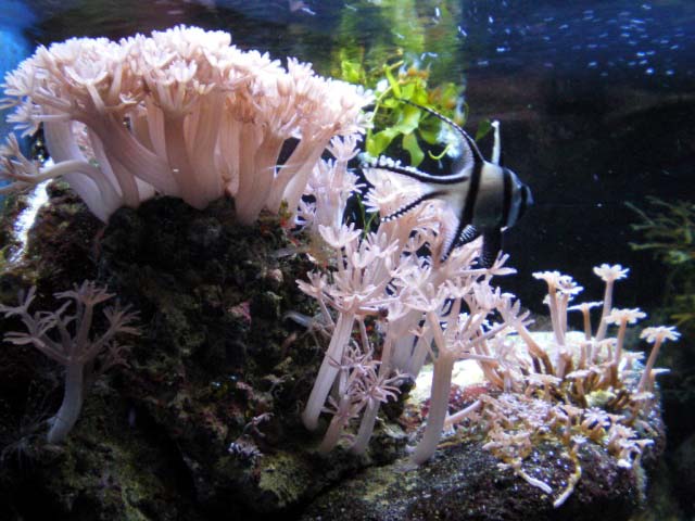 Aquarium Cap d'Agde - Pterapogon Kauderni