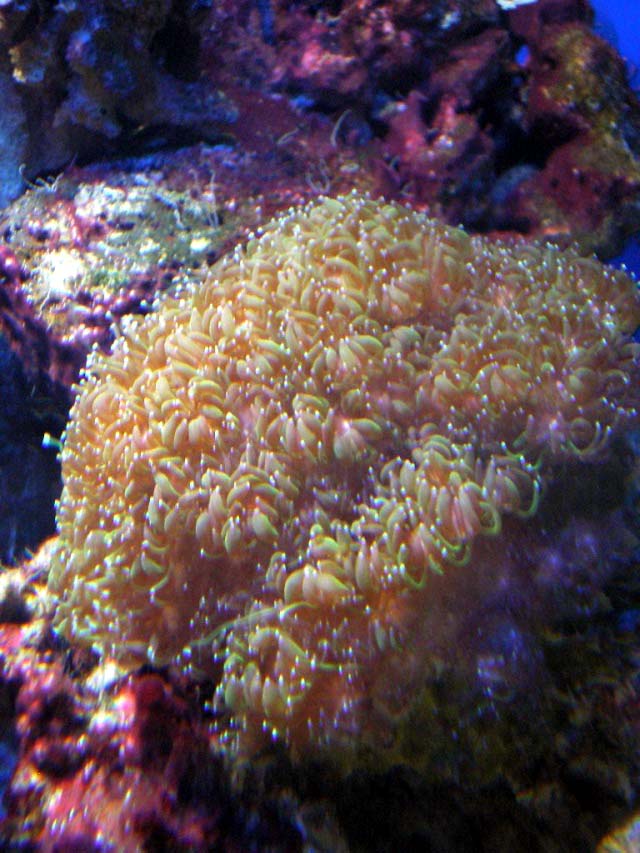 Aquarium Cap d'Agde - Euphyllia