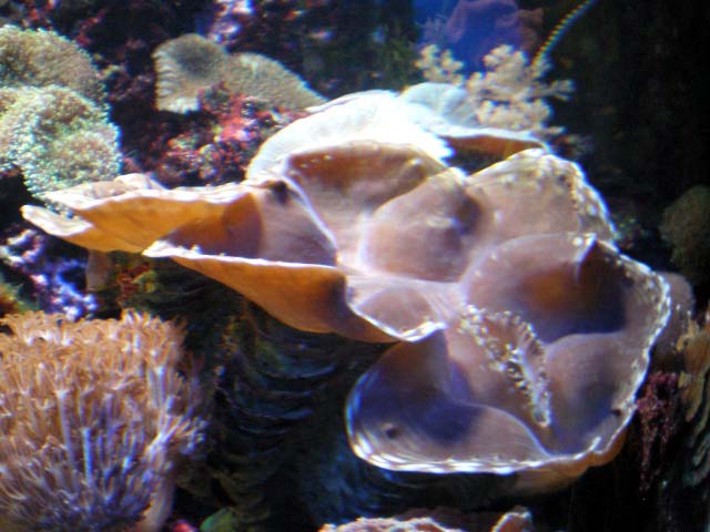 Aquarium Cap d'Agde - Benitier Tridacna
