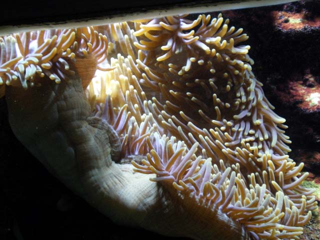 Aquarium Cap d'Agde - anémone