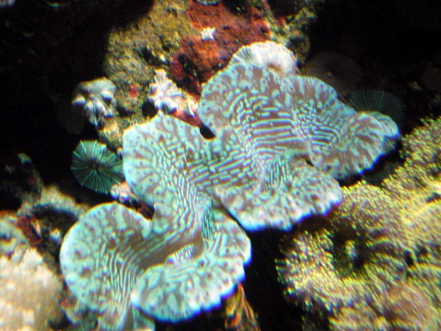 Aquarium Cap d'Agde - bénitier tridacna