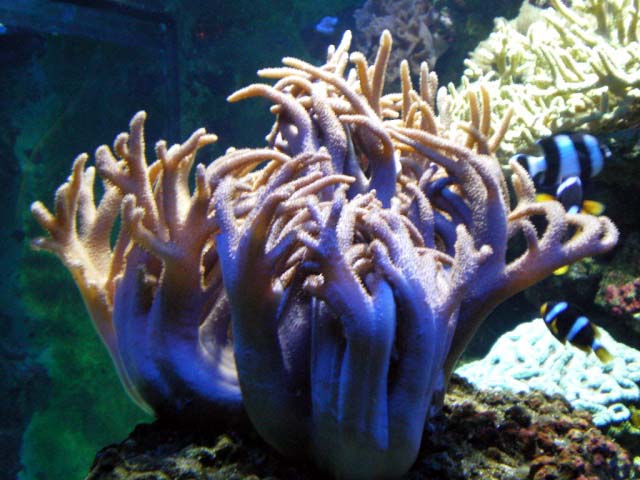 Aquarium Cap d'Agde - Sinularia