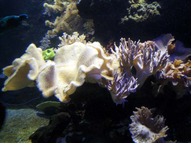 Aquarium Cap d'Agde - coraux cuirs