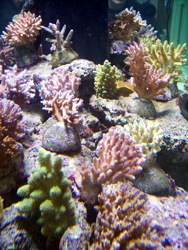 Arrivage AF Aquarium mars 2008