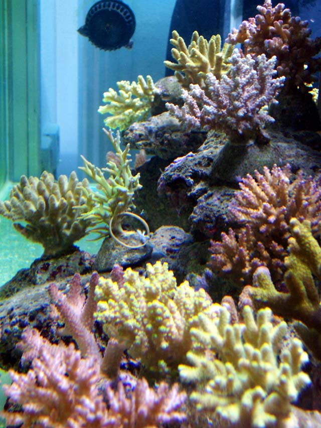 Arrivage AF Aquarium mars 2008