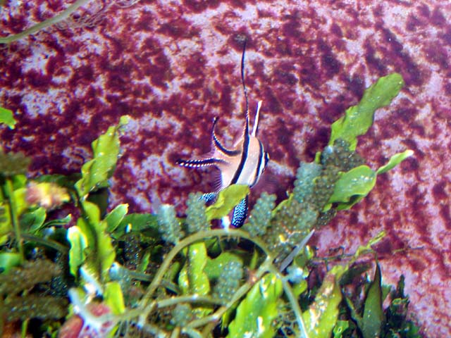 Pterapogon Kauderni