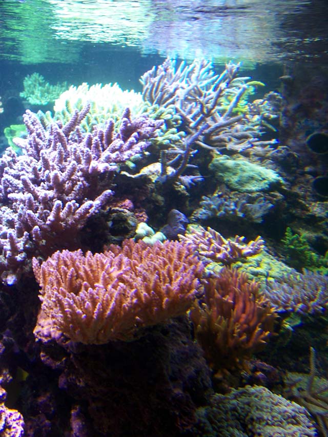 Zoom sur coraux