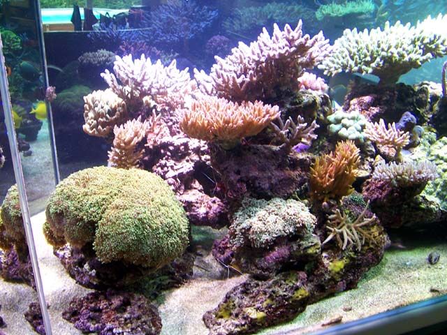 Zoom sur coraux