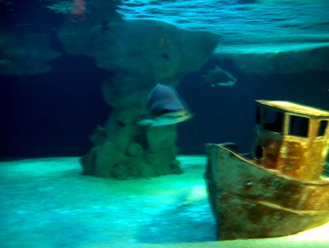 Aquarium de 1 million de litre avec des requins d'Australie