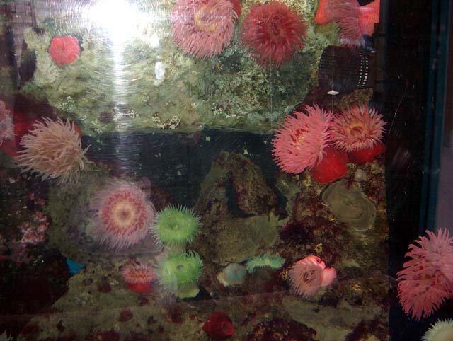Aquarium Tropical avec des anémones