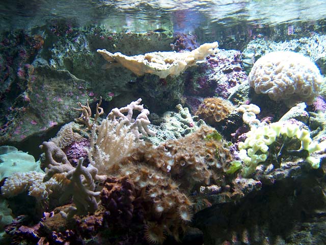 Aquarium Recifal