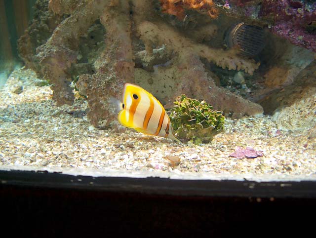 Aquarium Recifal