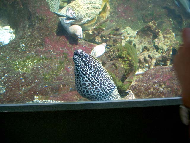 Aquarium avec des murènes