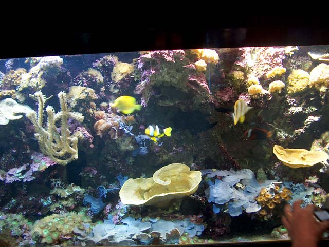 Aquarium récifal