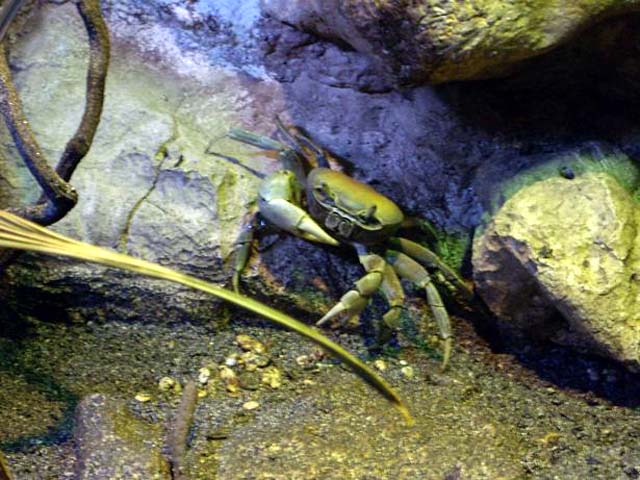 Aquarium de Gualdeloupe : crabe