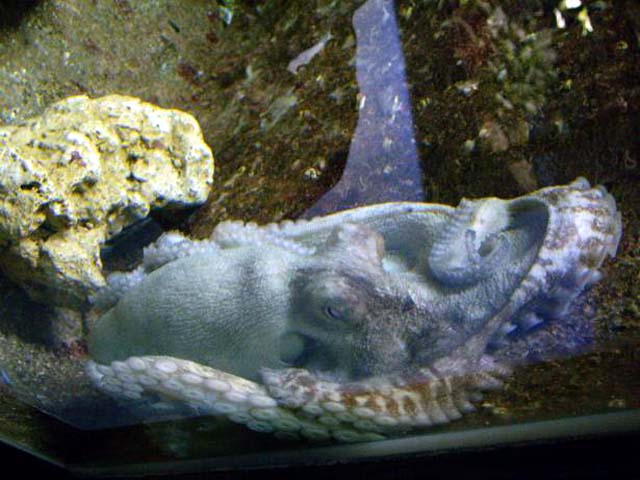 Aquarium de Gualdeloupe : Octopus
