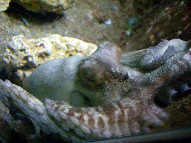 Aquarium de Gualdeloupe : Octopus