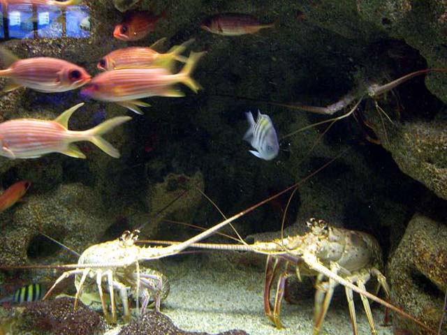 Aquarium de Gualdeloupe : 