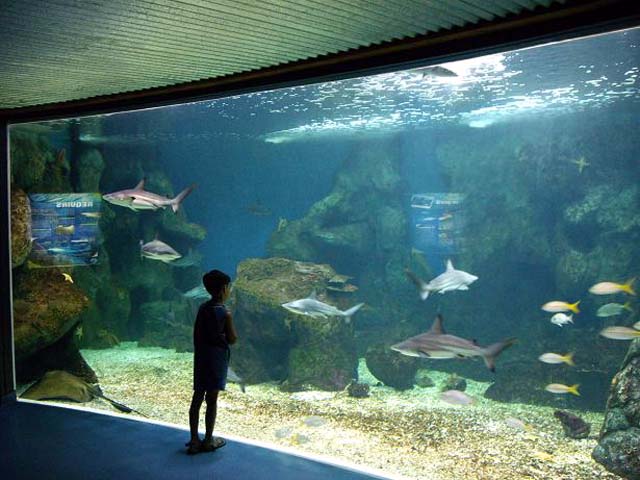 Aquarium de Gualdeloupe : vu du bac aux requins