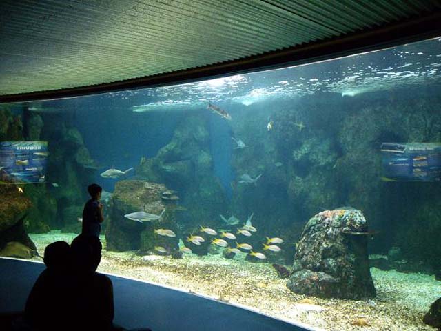 Aquarium de Gualdeloupe : vu du bac aux requins